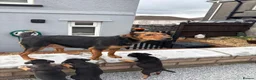Mixed Breed dogs for sale: Border lakeland Russell pups for sale in Merthyr Tydfil - Advert 1