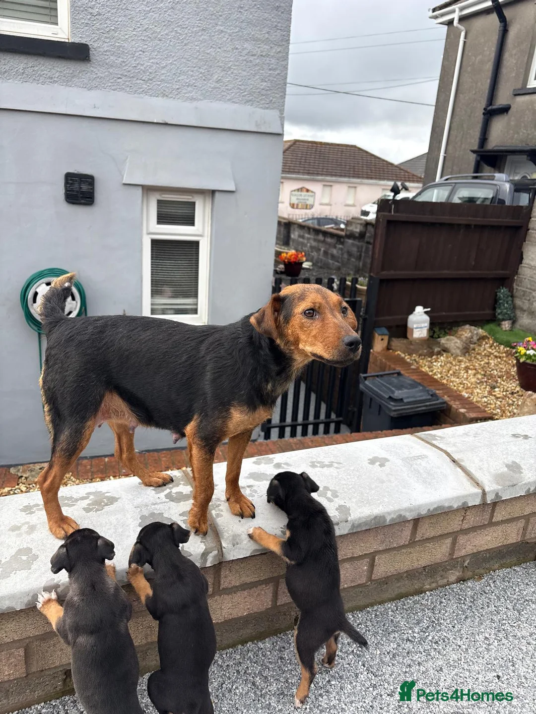 Mixed Breed dogs for sale: Border lakeland Russell pups for sale in Merthyr Tydfil - Advert 1