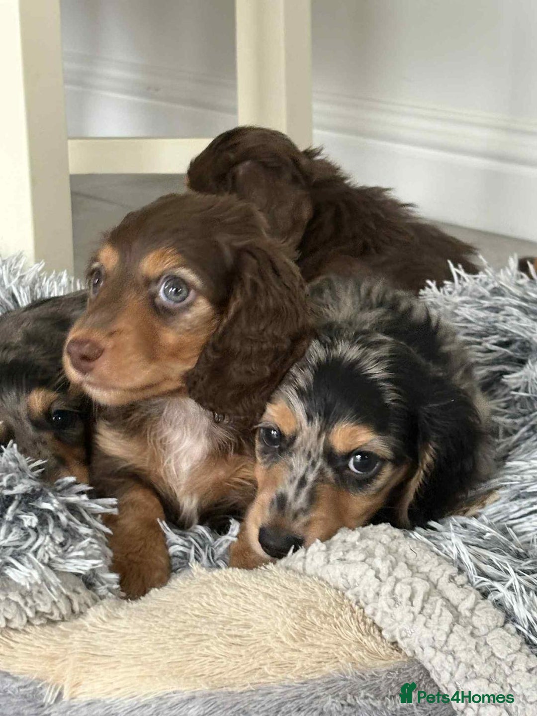 Miniature Dachshund dogs for sale: Long haired mini male dachshunds pups KC reg  - Image 17