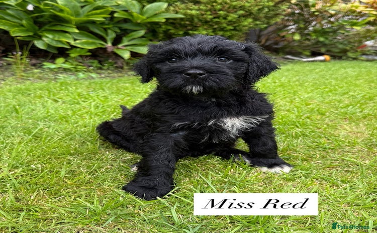 Portuguese Water Dog dogs - Advert 1