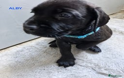 Mixed Breed dogs for sale: Amazing puppies - Image 9