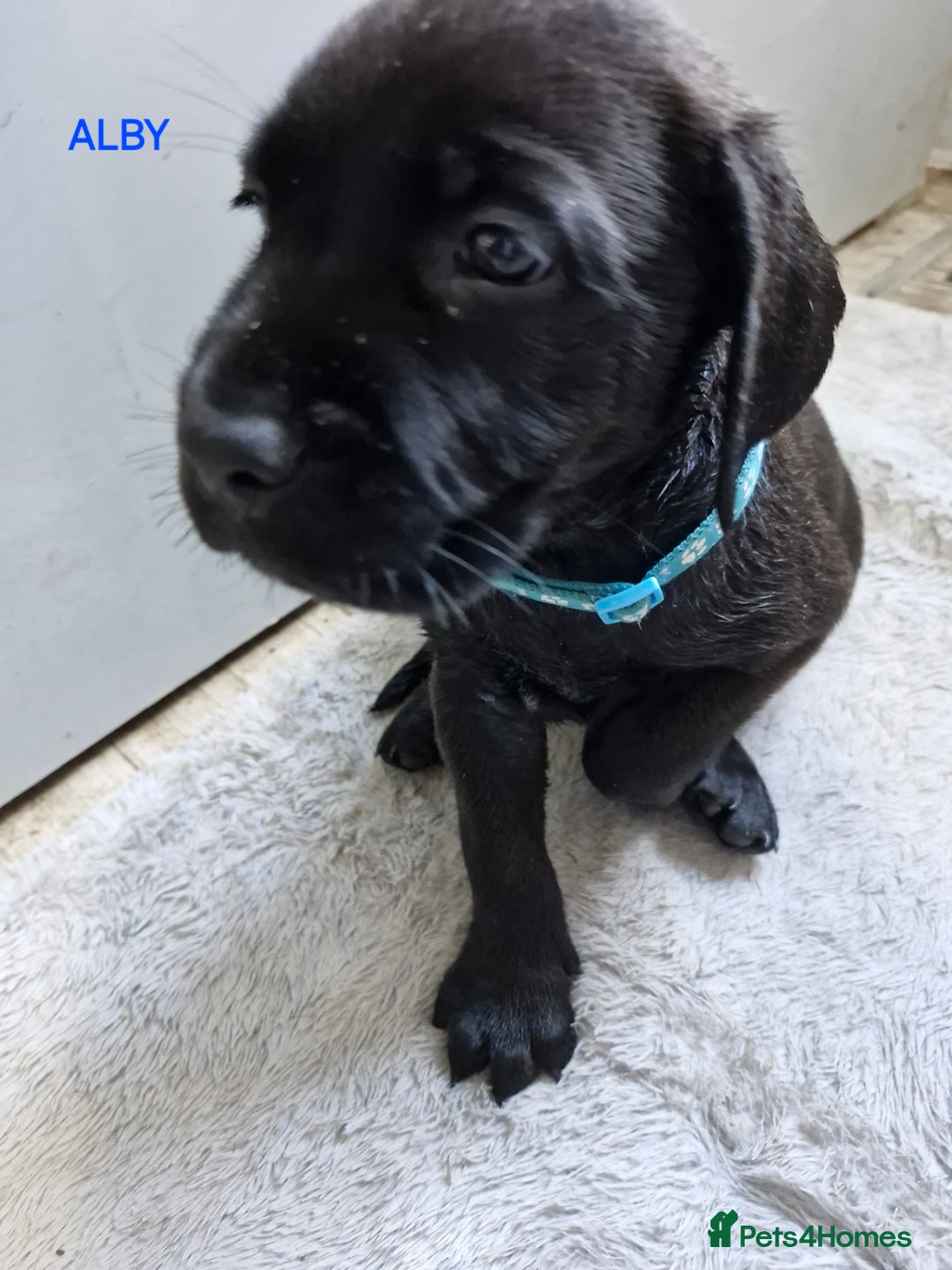 Mixed Breed dogs for sale: Amazing puppies - Image 9