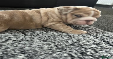 English Bulldog dogs - Advert 3