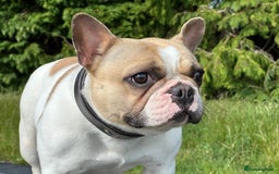 French Bulldog dogs for sale: KC registered French Bulldog Bitch  - Image 1