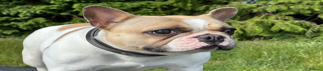 French Bulldog bitch 