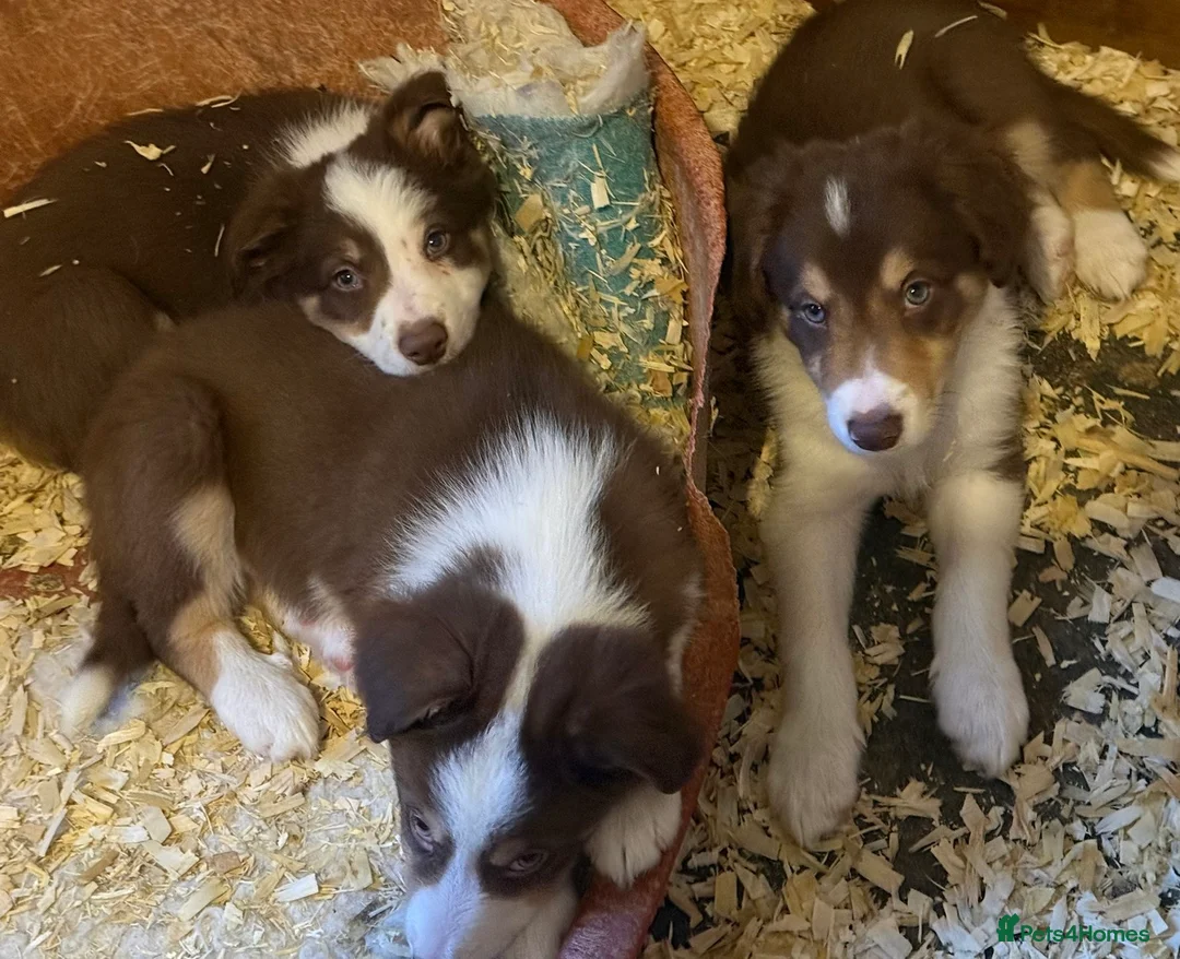 Border Collie dogs for sale: Red, White & Gold Border Collie Pups - Advert 10