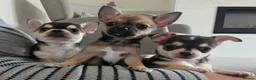 Chihuahua dogs for sale: Chihuahua puppy ,Nacho - Advert 11
