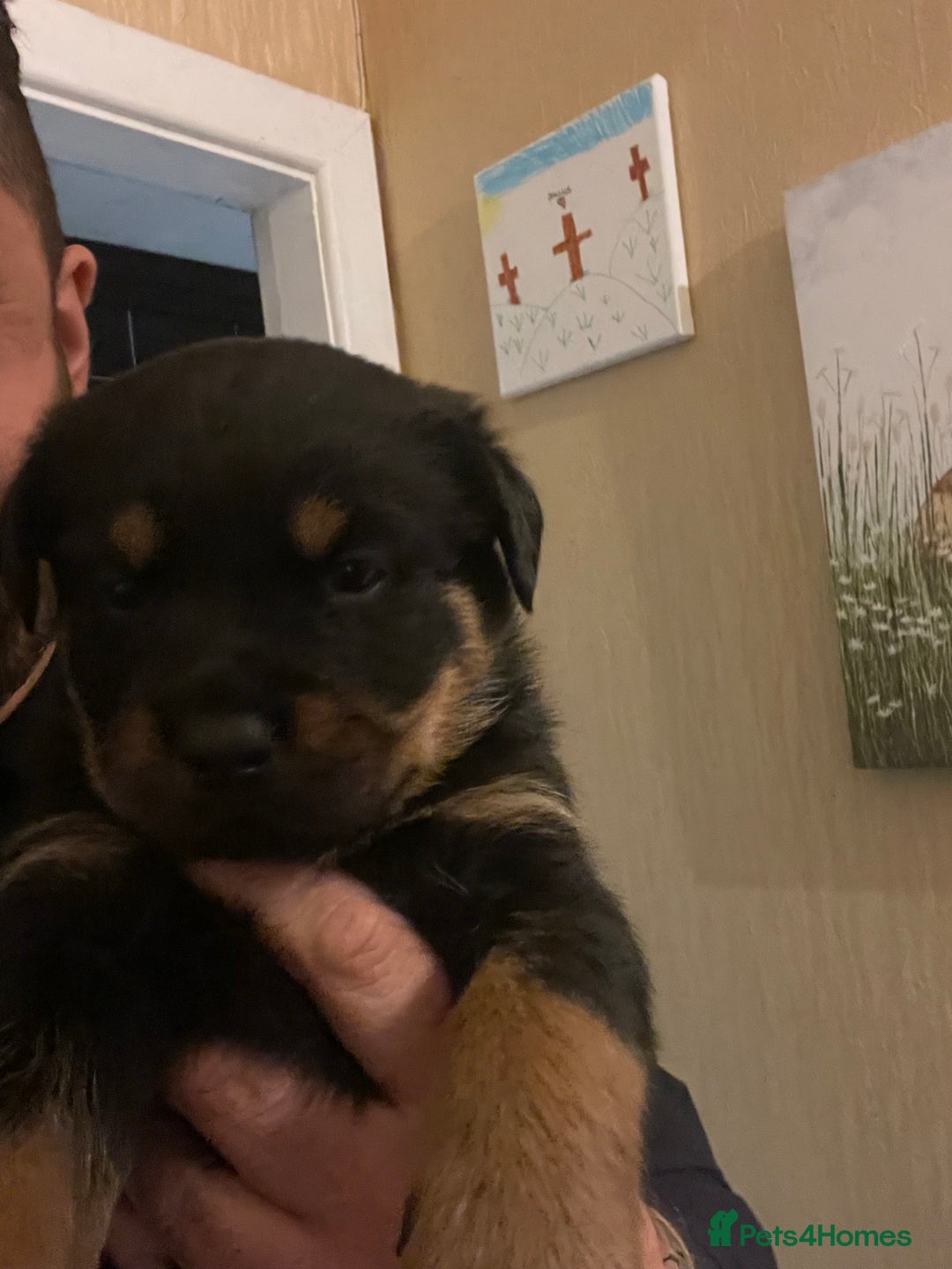 Rottweiler dogs for sale: Rottweiler x Rottweiler Akita  - Advert 17