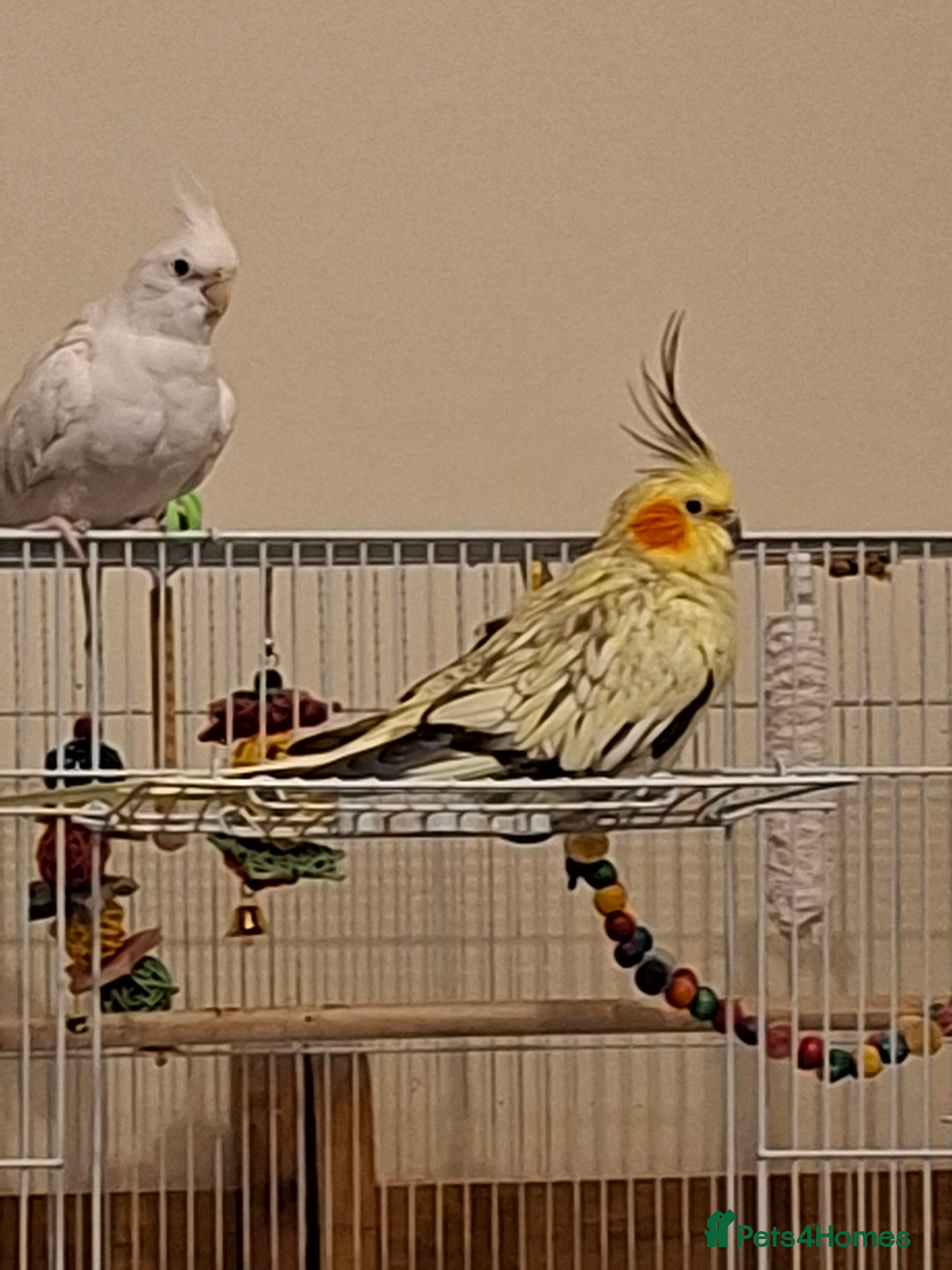 Cockatiels birds Two birds male and female - Advert 1