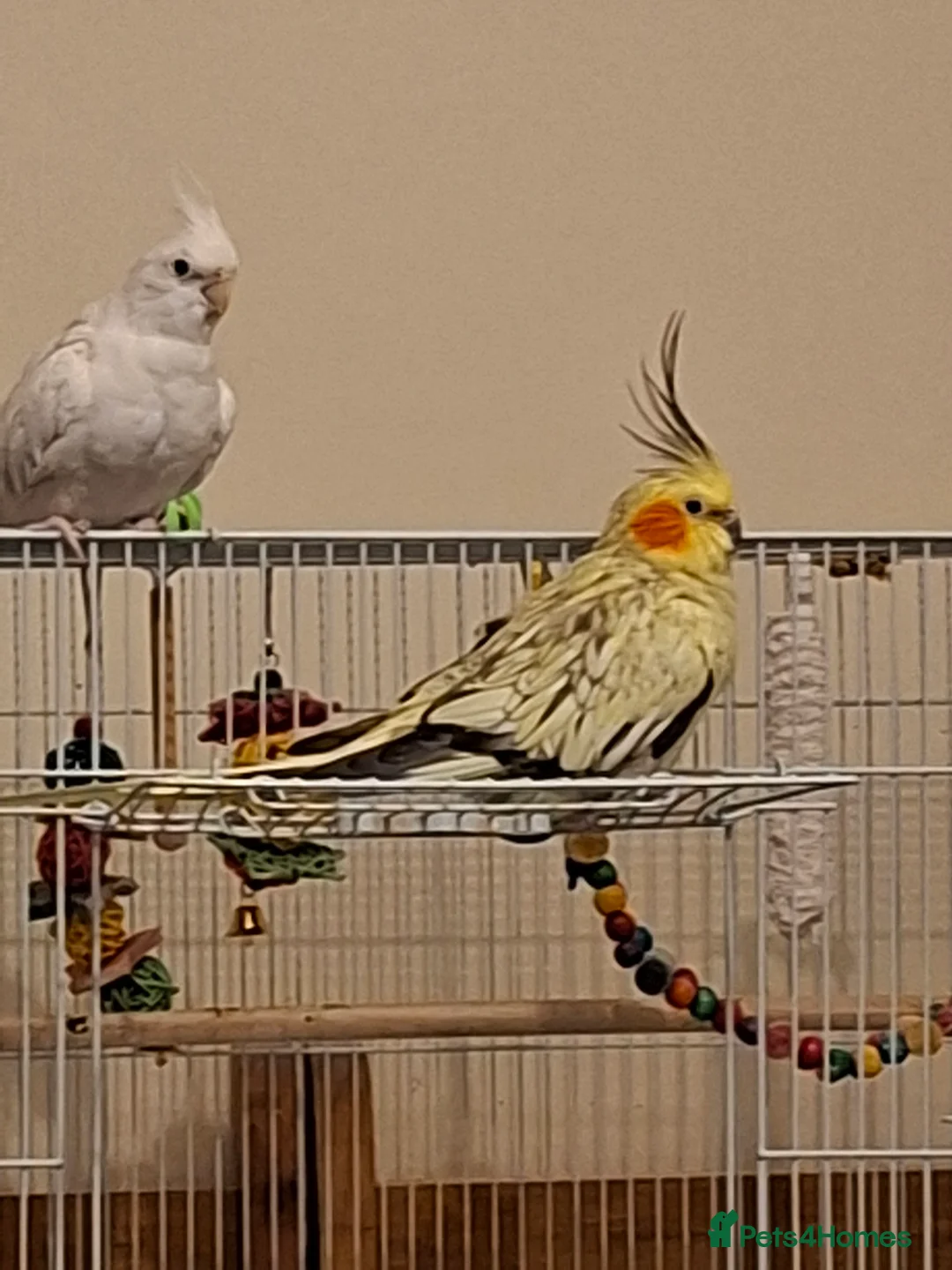 Cockatiels birds for sale: Two birds male and female - Advert 1