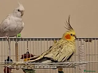 Cockatiels birds Two birds male and female - Advert 1