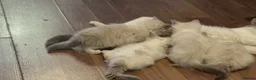 Ragdoll cats for sale: Blue point male ragdoll  - Advert 3