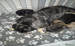 Pug dogs for sale: Pug puppies 🐶  - Image 30