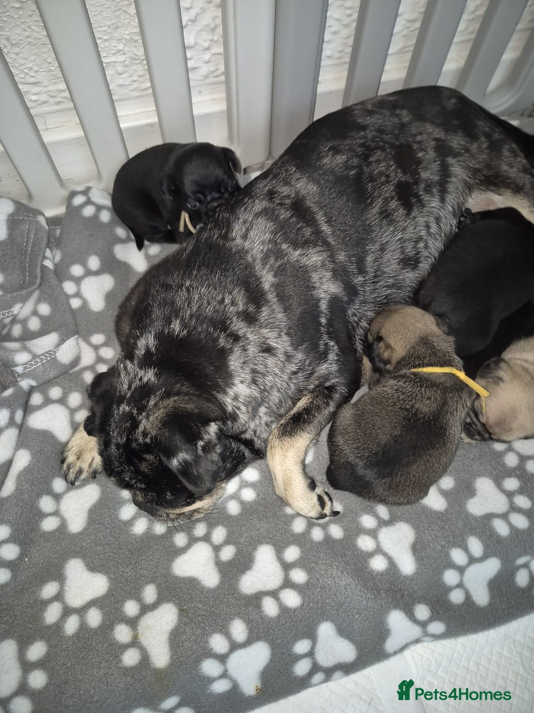 Pug dogs for sale: Pug puppies 🐶  - Image 30