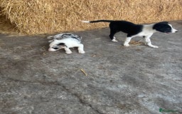 Bearded Collie dogs for sale: 2 collies for sale  - Image 1
