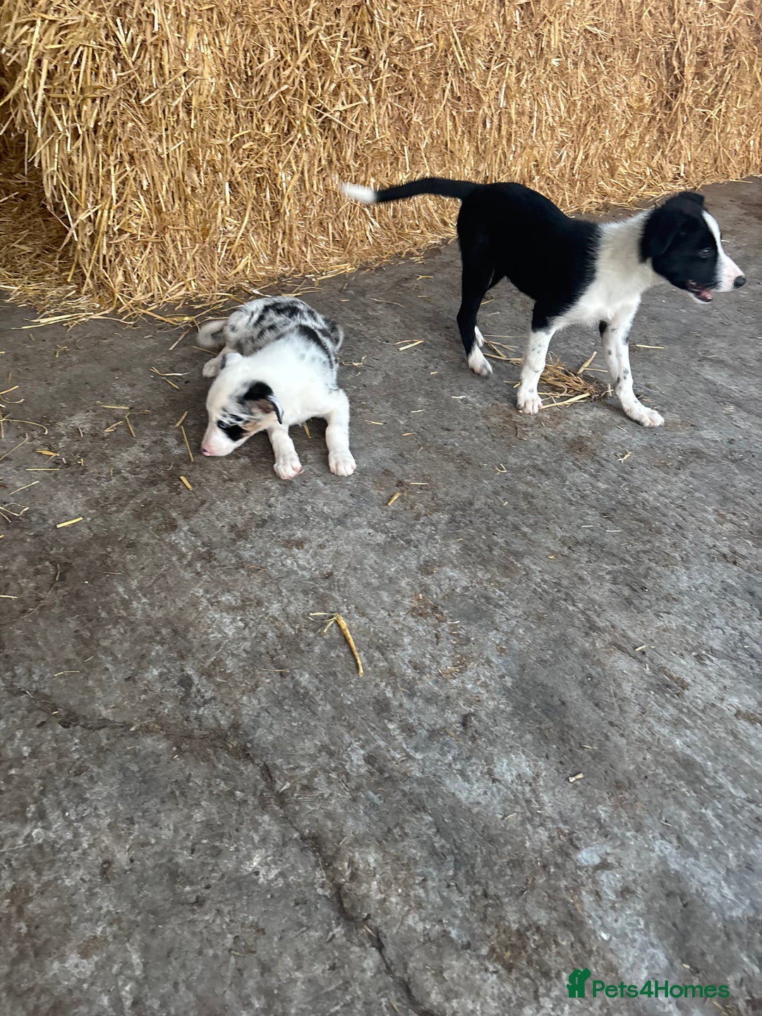 Bearded Collie dogs for sale: 2 collies for sale  - Image 1