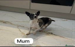 Chihuahua dogs for sale: 3/4 chihuahua 1/4 jack russell - Image 17