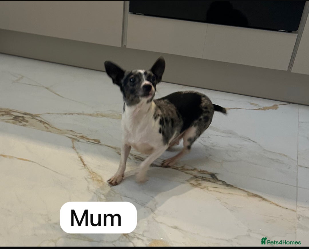 Chihuahua dogs for sale: 3/4 chihuahua 1/4 jack russell - Image 17