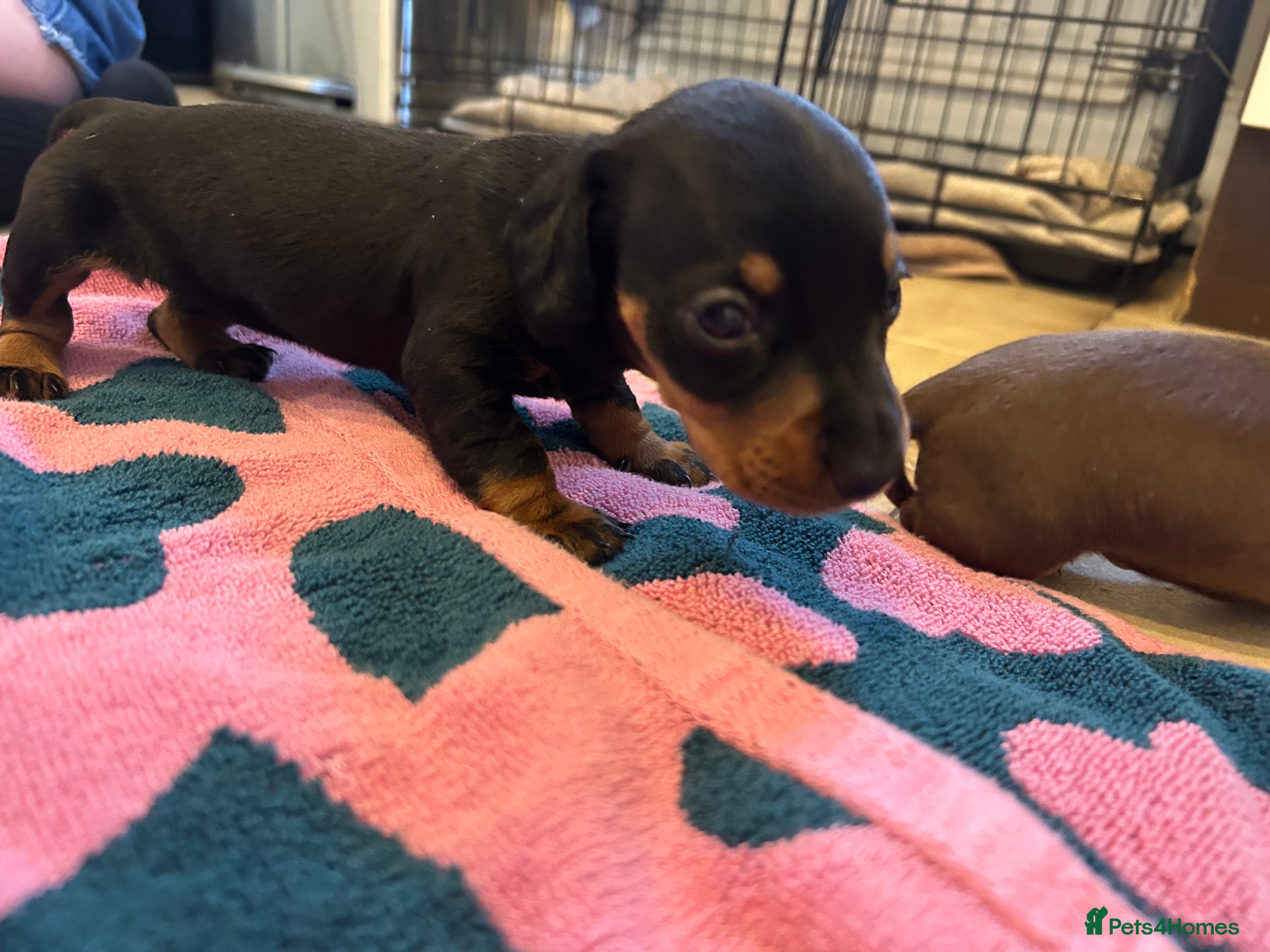 Miniature Dachshund dogs for sale: *reduced* ready now Miniature dachshund.  - Advert 14