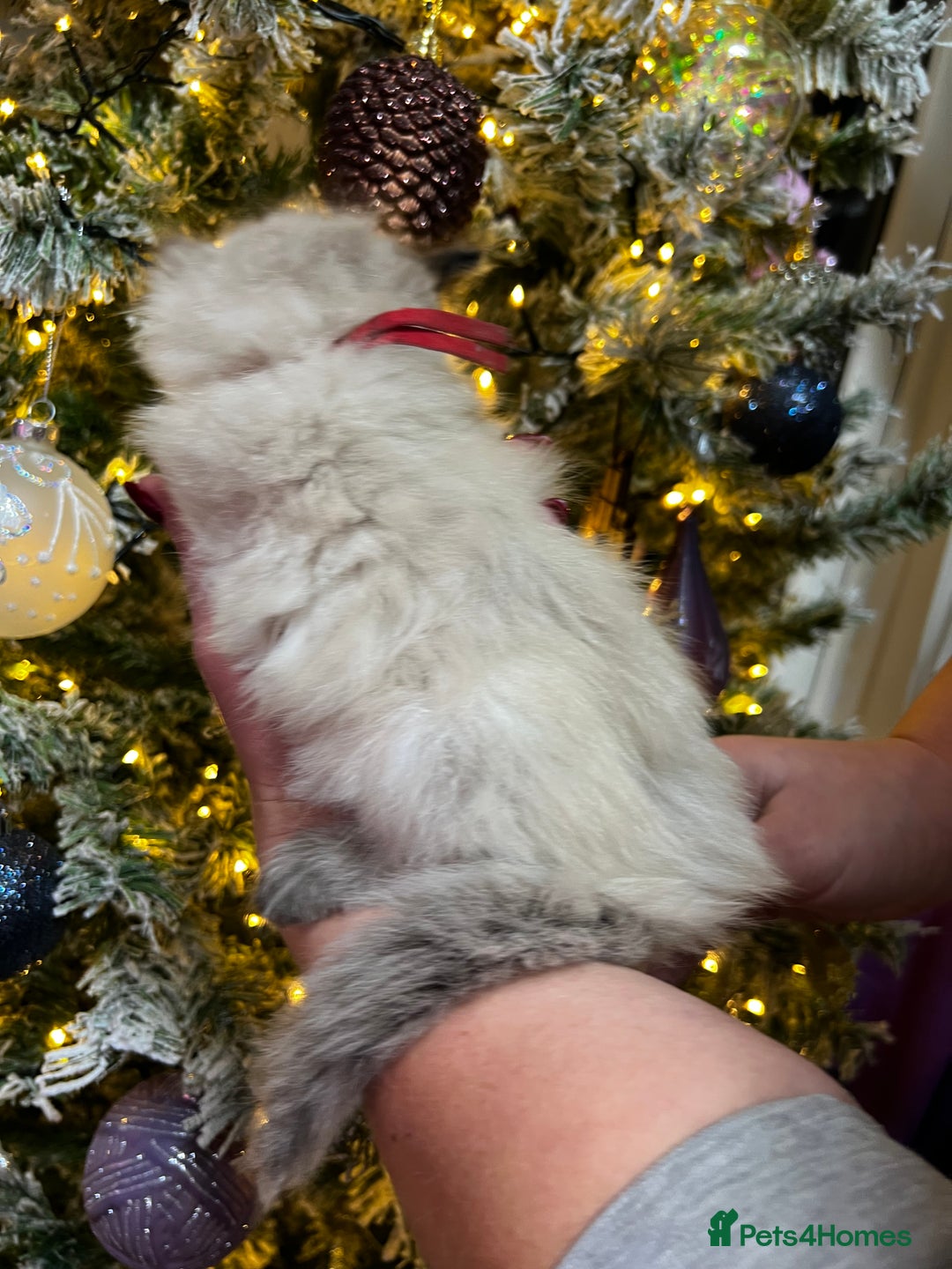 Ragdoll cats for sale: Ragdoll kittens blue point and seal point  - Advert 15