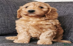 Cockapoo dogs for sale: Outstanding quality F1 Cockapoo pups  - Image 6