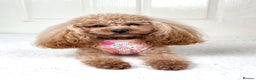 Cavapoo dogs for sale: 🌟 Premium F1bb Toy Cavapoo Puppies 🌟 - Advert 14