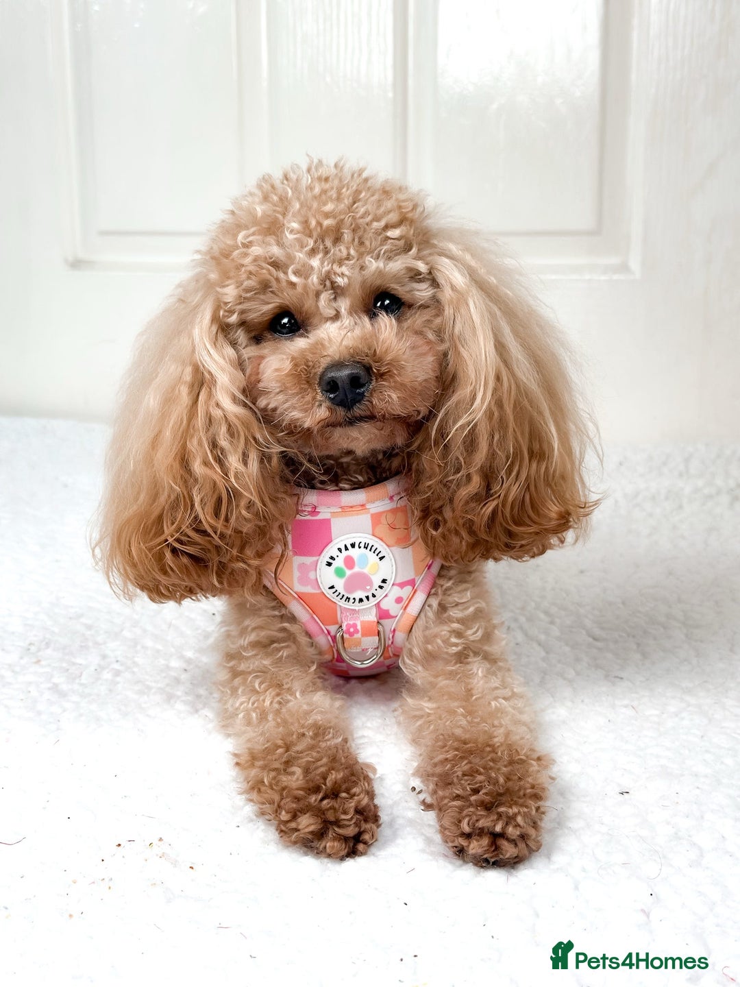 Cavapoo dogs for sale: 🌟 Premium F1bb Toy Cavapoo Puppies 🌟 - Advert 14