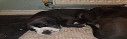 Mixed Breed dogs for sale: ADORABLE Boxer x puppies - Advert 3