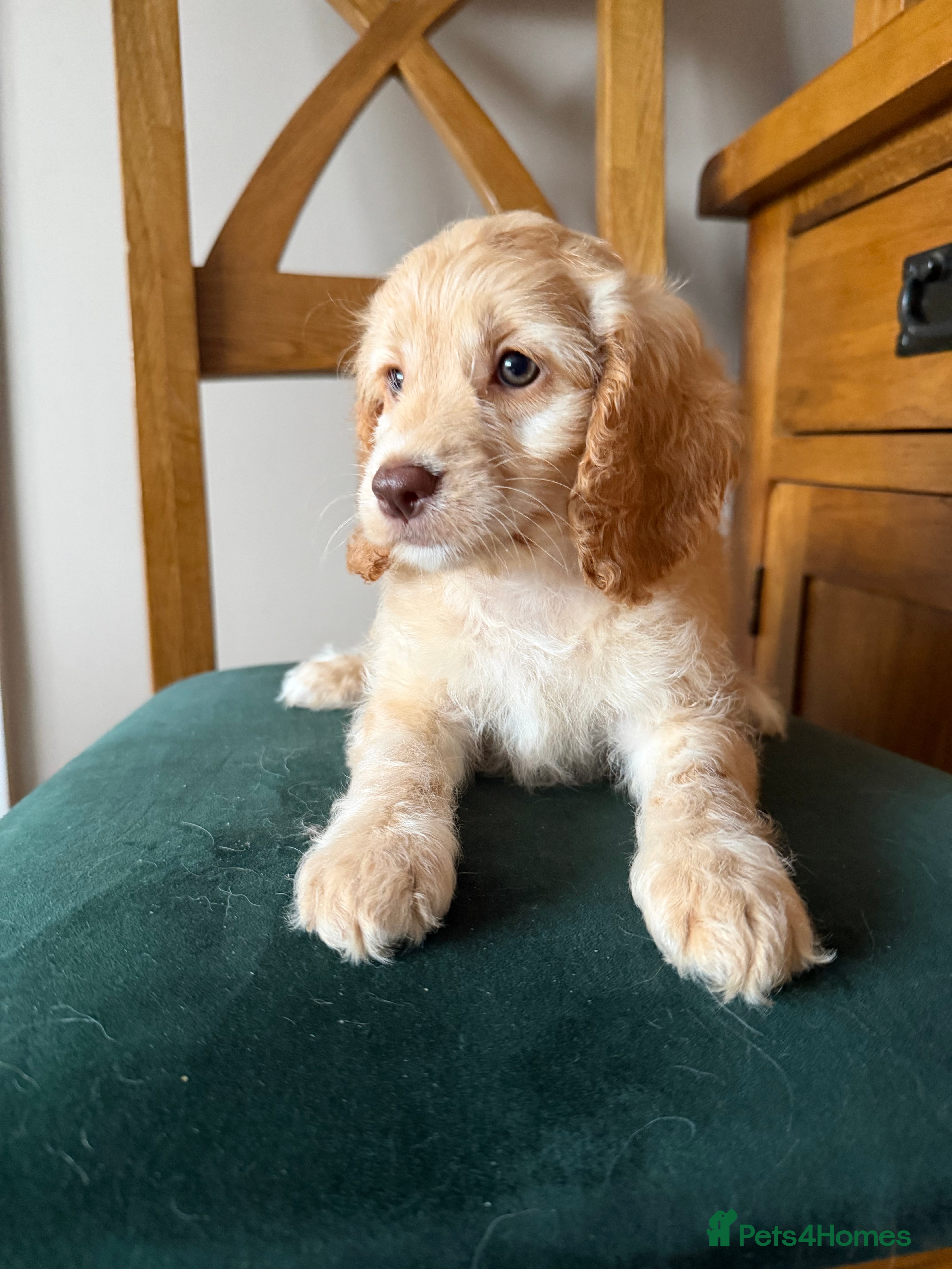 Cockapoo dogs  Girls Only from DNA Tested Parents  - Advert 2