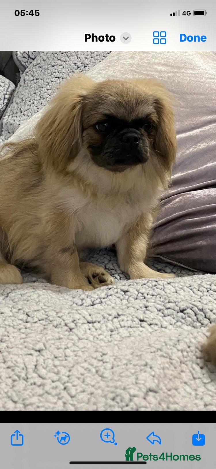 Pekingese dogs Pekingese puppies  - Advert 6