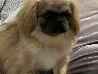 Pekingese dogs Pekingese puppies - Advert 1