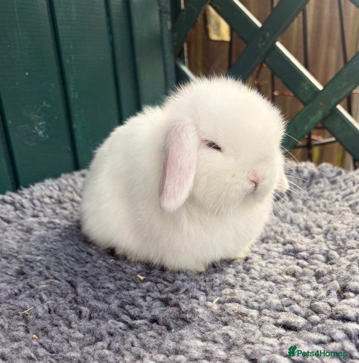 Mini Lop rabbits Mini Lops - Advert 3