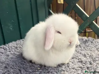 Mini Lop rabbits Mini Lops - Advert 3