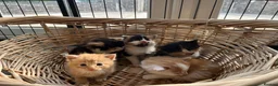 Mixed Breed cats for sale: Stunning tortoiseshell/ ginger long/mid hair kits - Advert 7