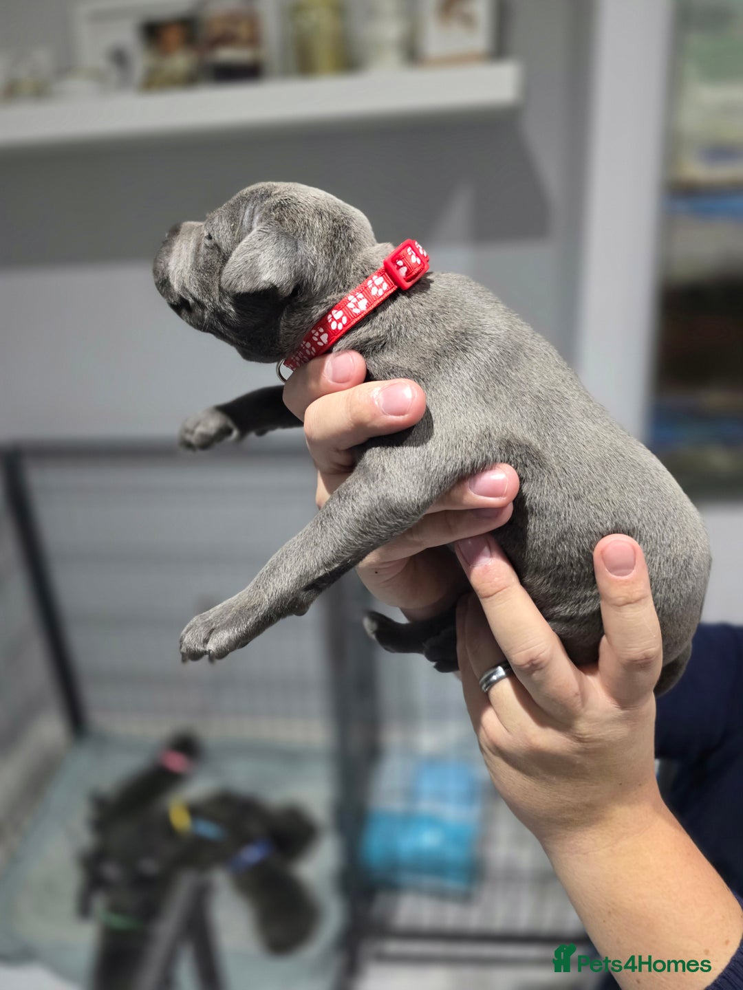 Staffordshire Bull Terrier dogs for sale: Beautiful Staffordshire Bull Terrier Puppies - Advert 13