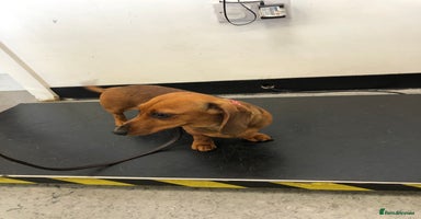 Miniature Dachshund dogs - Advert 13