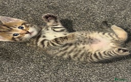 Mixed Breed cats for sale: Beautiful kittens - Image 13