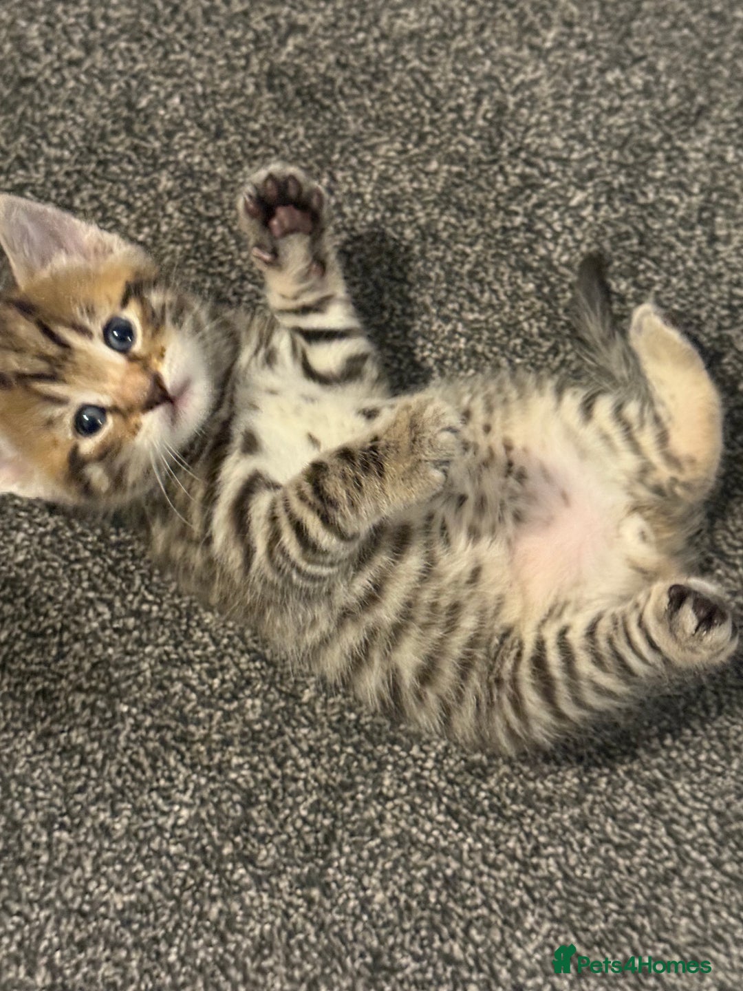 Mixed Breed cats for sale: Beautiful kittens - Image 13