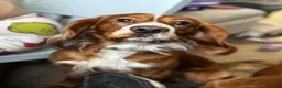 Cocker Spaniel dogs for stud: Cocker spaniel Stud in Kinross - Advert 5