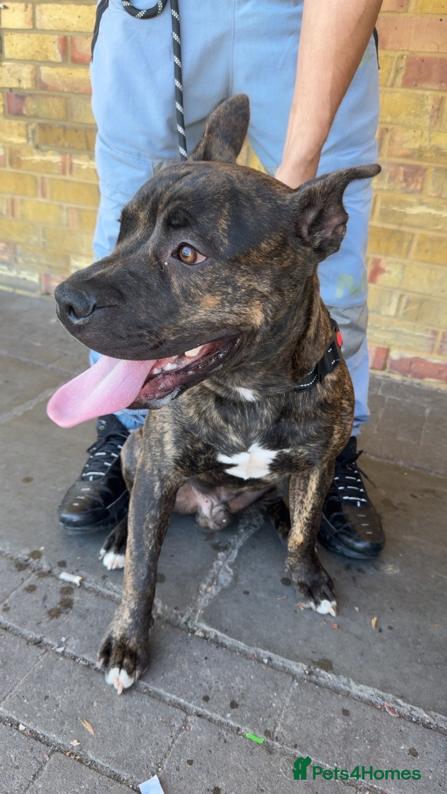 Mixed Breed dogs Bruce staff x mastiff - Advert 1