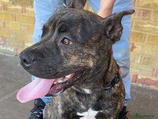 Mixed Breed dogs Bruce staff ** tiff - Advert 17