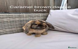 Mini Lop rabbits for sale: Beautiful baby mini lop rabbits  - Image 12