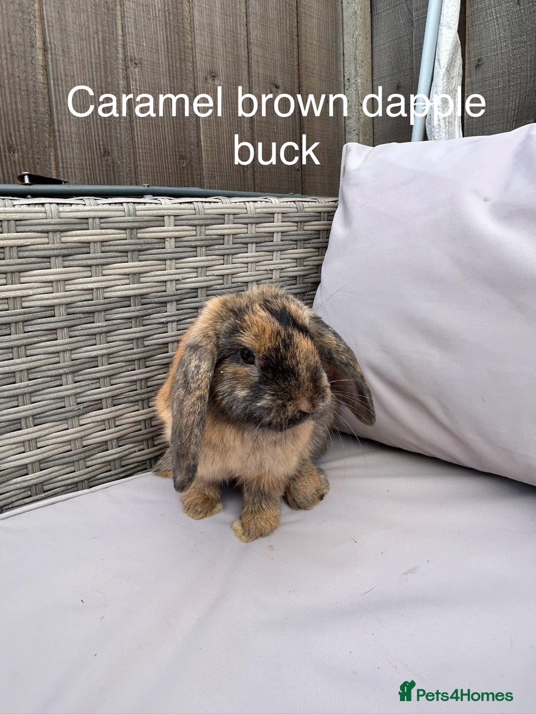 Mini Lop rabbits for sale: Beautiful baby mini lop rabbits  - Image 12