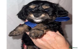 Dachshund dogs for sale: DOXIEPOO PUPPIES  - Image 4