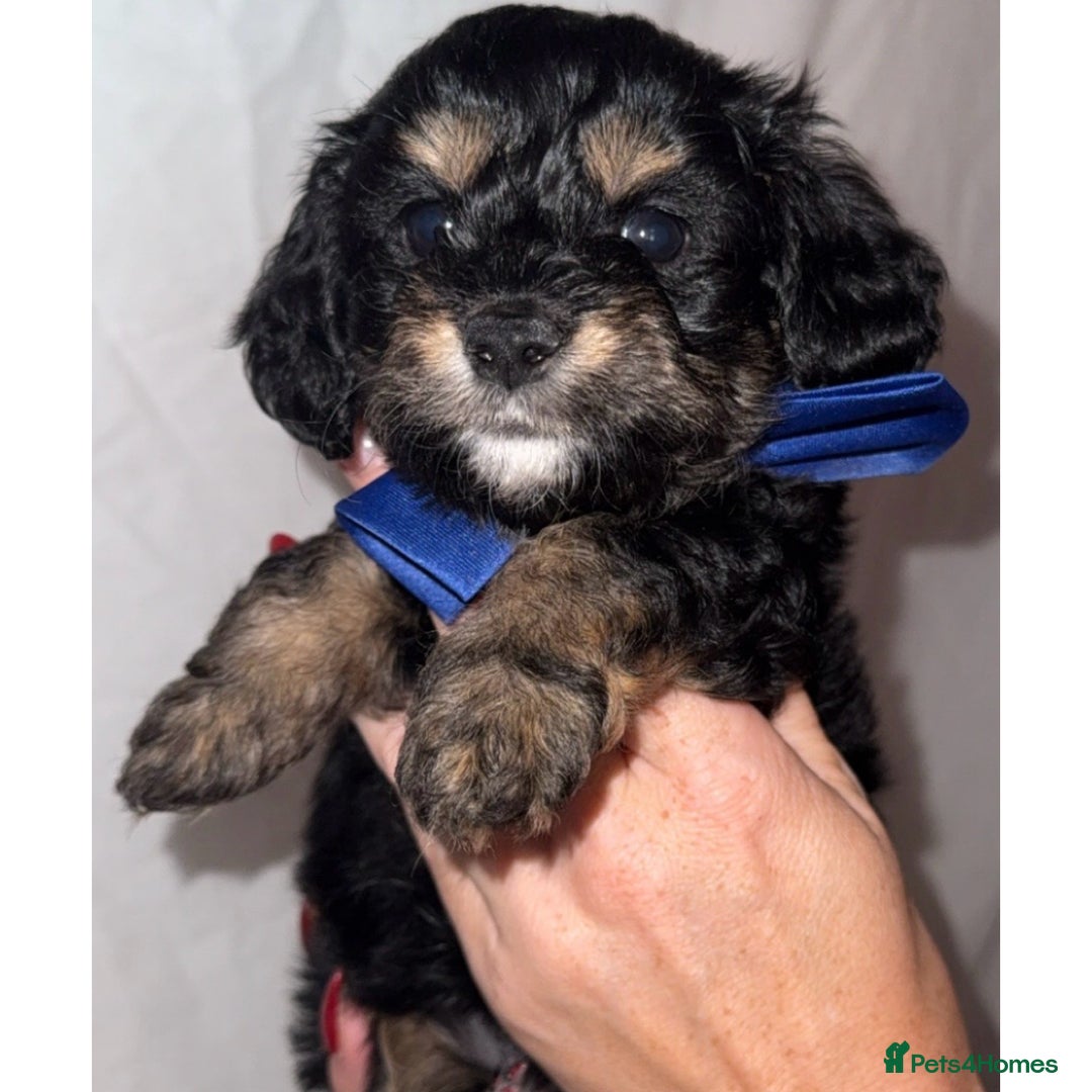 Dachshund dogs for sale: DOXIEPOO PUPPIES  - Image 4