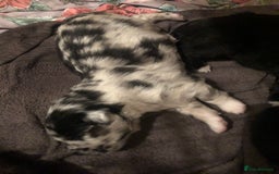 Mixed Breed dogs for sale: Keeshond/retriever cross Collie Pups - Image 5