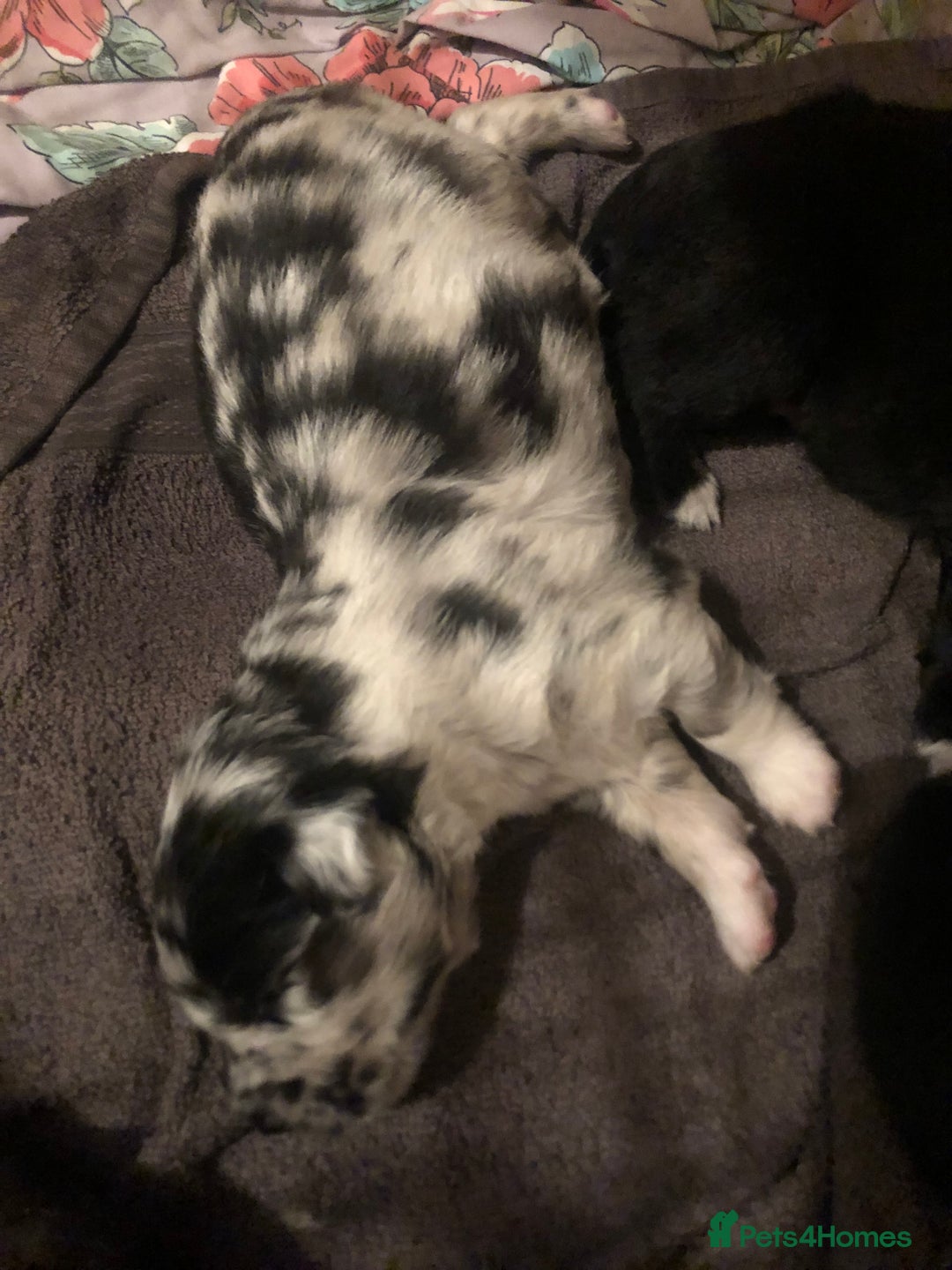Mixed Breed dogs for sale: Keeshond/retriever cross Collie Pups - Image 5