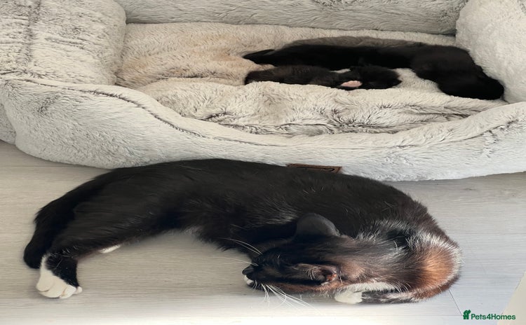 Mixed Breed cats - Advert 2