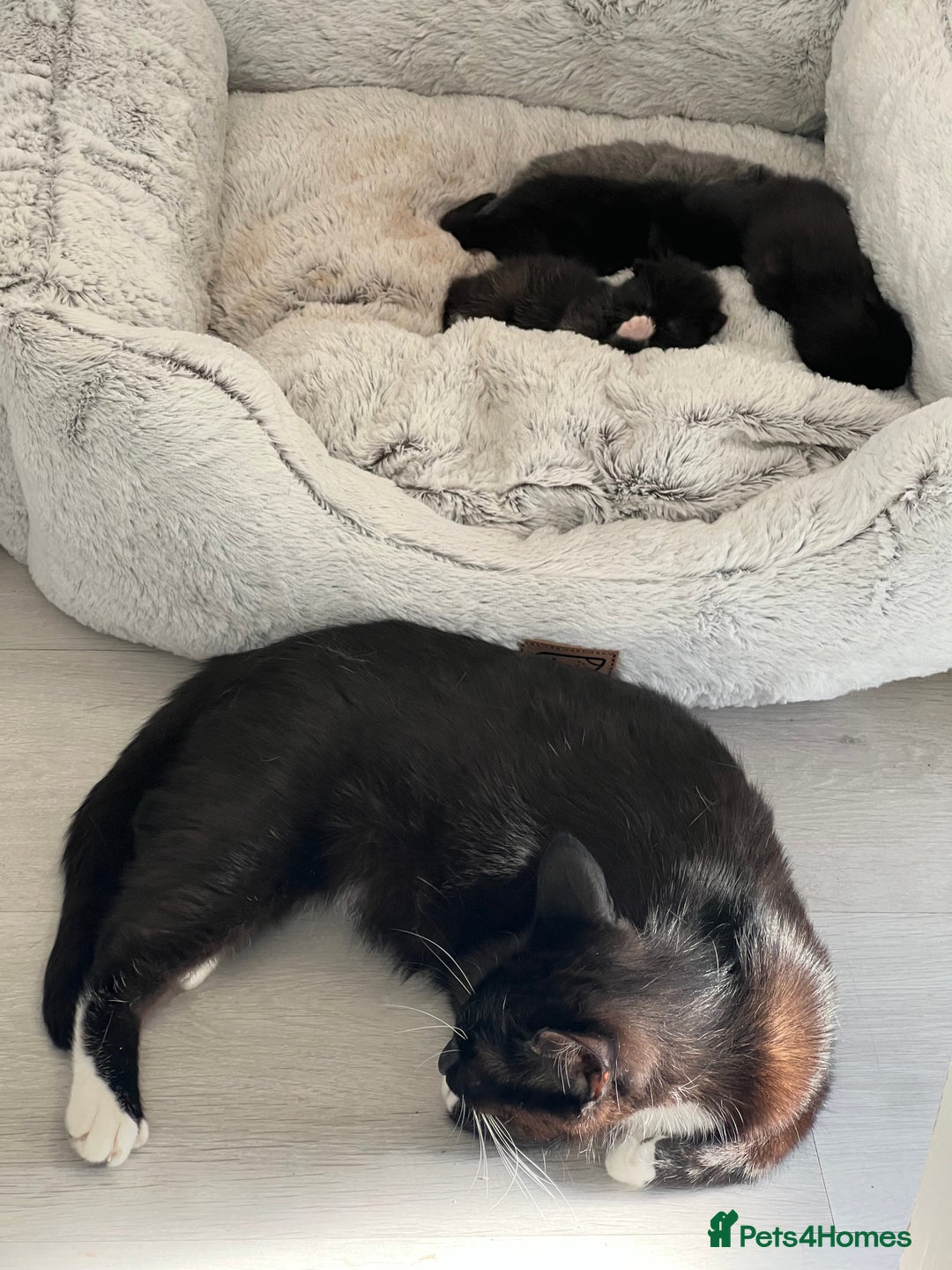 Mixed Breed cats for sale: 🐾 Two Adorable Kittens – Buy One, Get One Free!  - Image 1