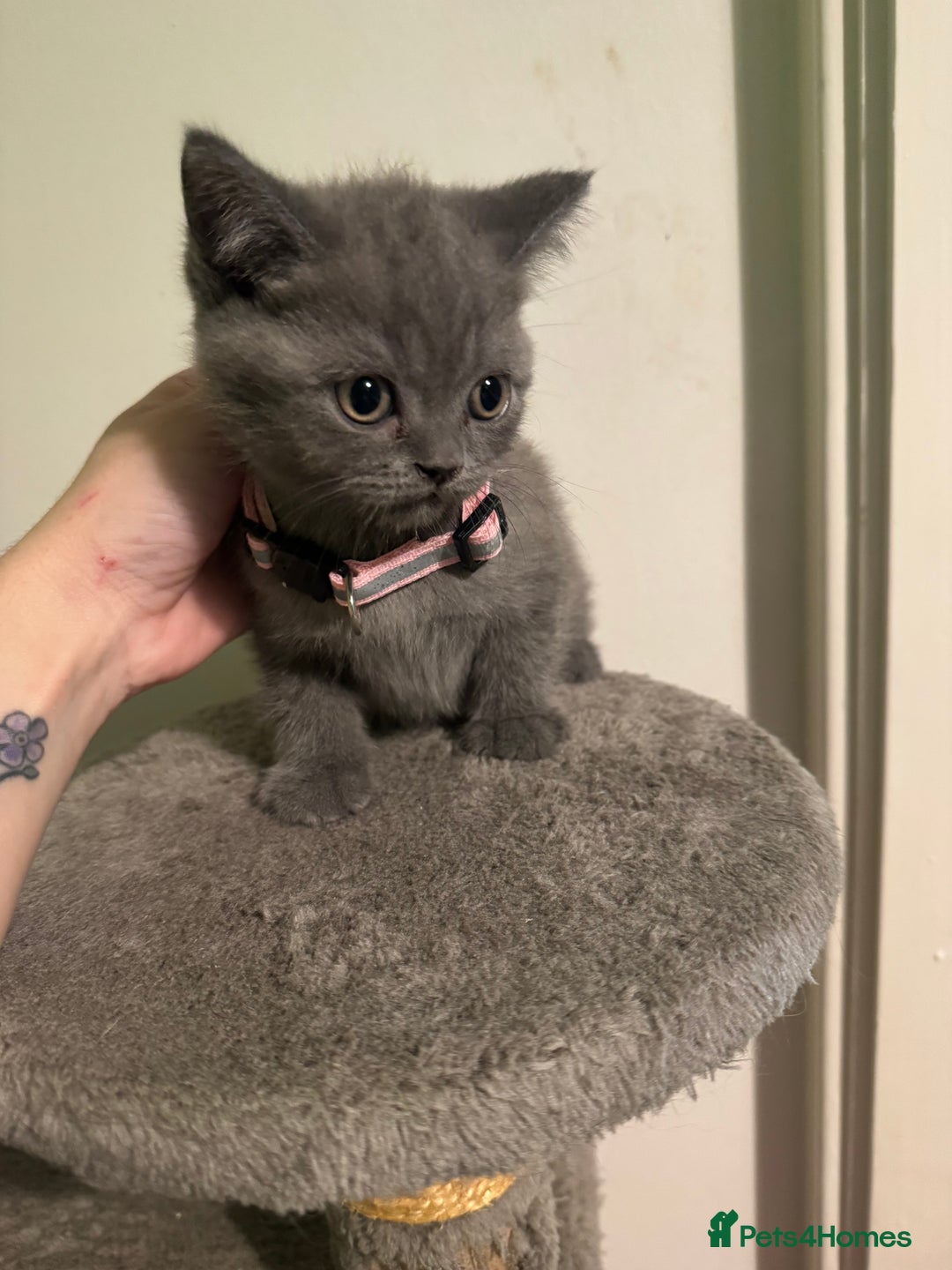 British Shorthair cats for sale: Lovely British shorthair kittens  - Advert 3